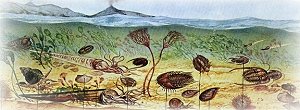 Fossilien: Trilobiten